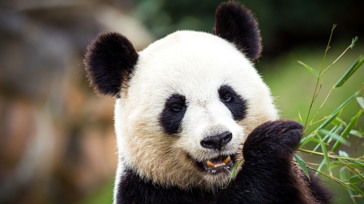 New Development Bank raises first SDG Panda bond in EM